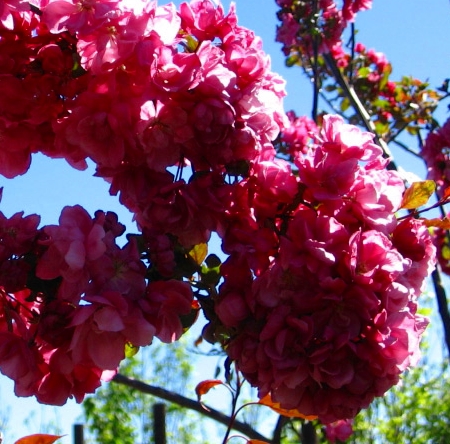 jablon kelsey - piekna odmiana o swiezo rozowych kwiatach